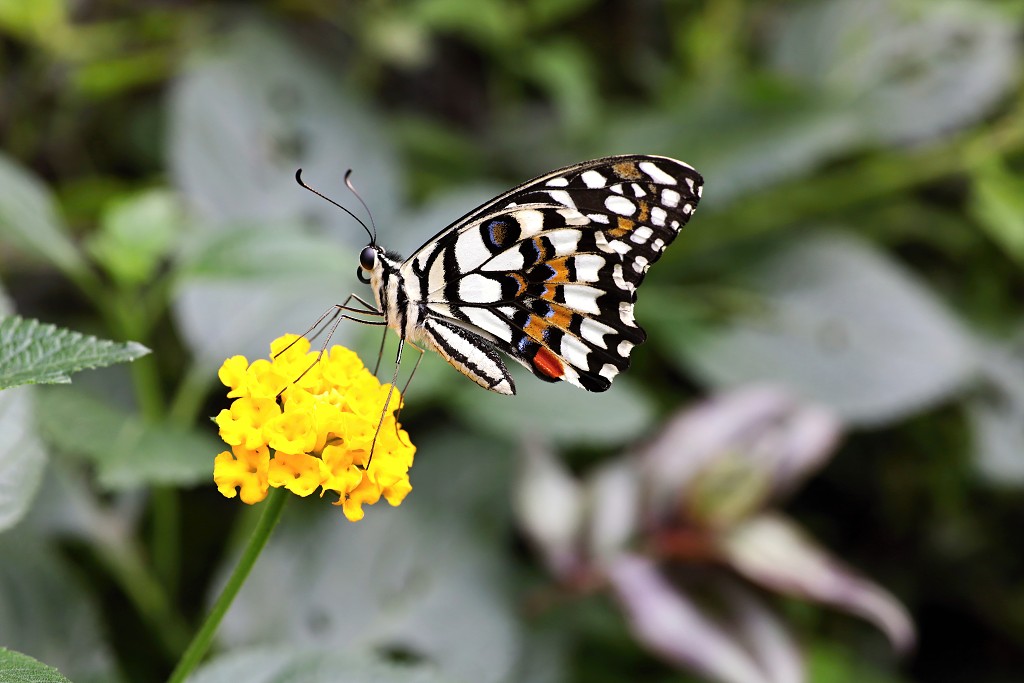 vlinder vlinders hdr insect insecten nederland uitheems Lepidoptera rups rupsen vlindertuin natuur